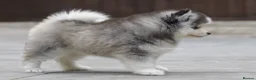 Pomsky dogs for stud: F3 Stud silver/white, 6.8kg, ready soon - Advert 10