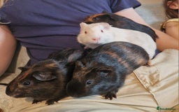 Guinea Pig rodents for sale: Beautiful baby guinea pigs. in Basildon - Image 19