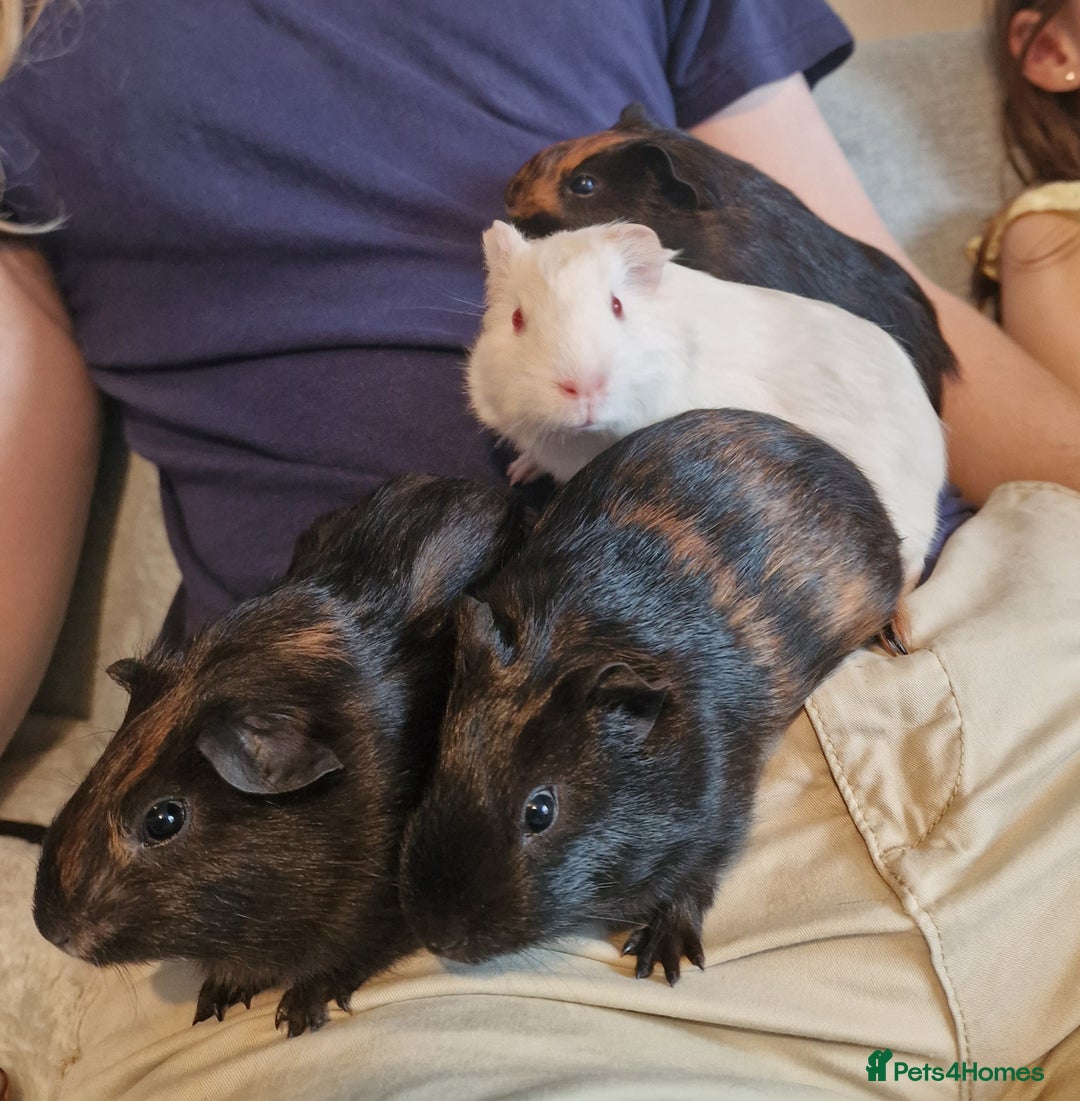 Guinea Pig rodents for sale: Beautiful baby guinea pigs. in Basildon - Image 19
