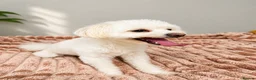 Maltese dogs for sale: Maltese Puppy - Advert 1