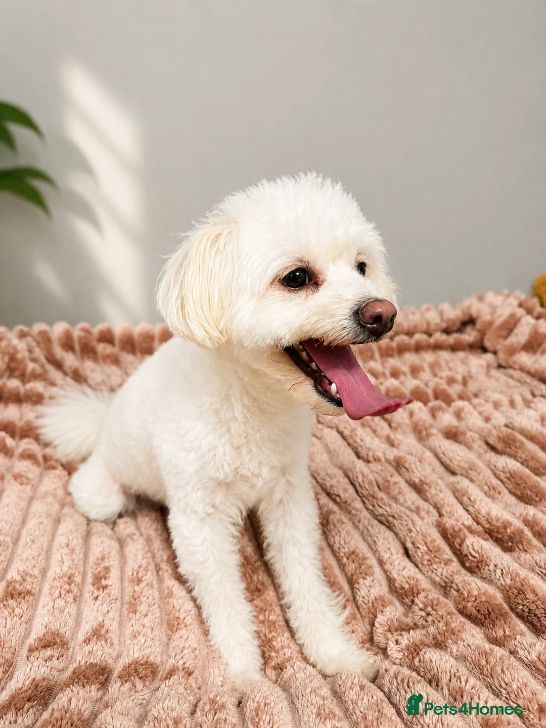 Maltese dogs for sale: Maltese Puppy - Advert 1