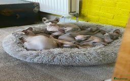 Sphynx cats for sale: Pedigree Sphynx kittens Tica Registered - Image 10