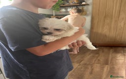 Maltese dogs for sale: ONE FEMALE Maltese Puppy *READY NOW* - Image 4
