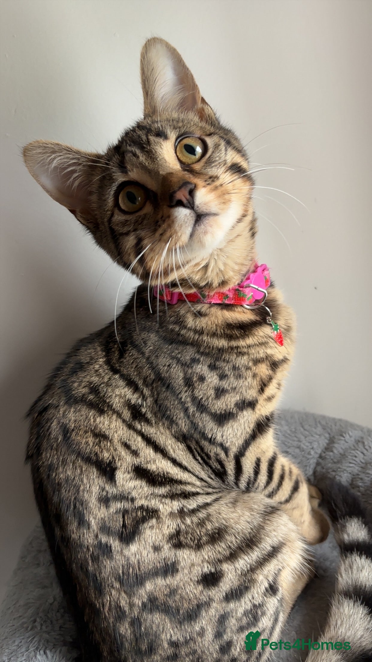 Bengal cats Bengal kitten looking for her forever home  - Advert 1
