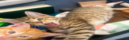 Mixed Breed cats for sale: Adorable kittens - Advert 2