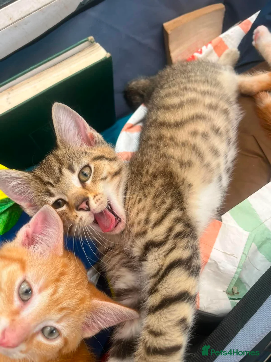Mixed Breed cats for sale: Adorable kittens - Advert 2