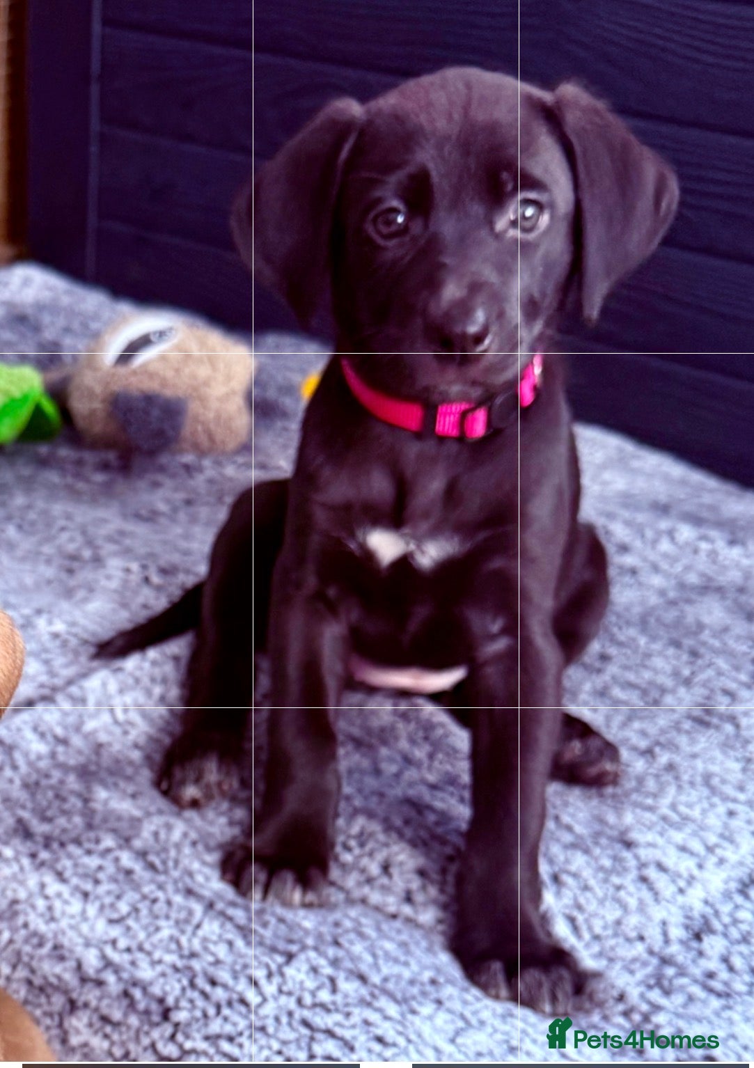 Mixed Breed dogs Gorgeous Siberian Shepsky x Weimaraner Puppies  - Advert 2