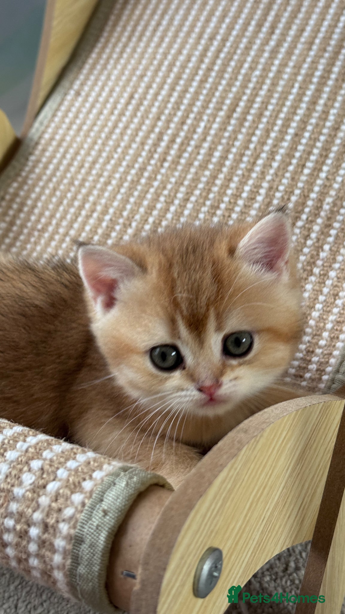 British Shorthair cats for sale: ADORABLE GCCF BSH CHOCOLATE GOLD KITTENS  - Advert 11