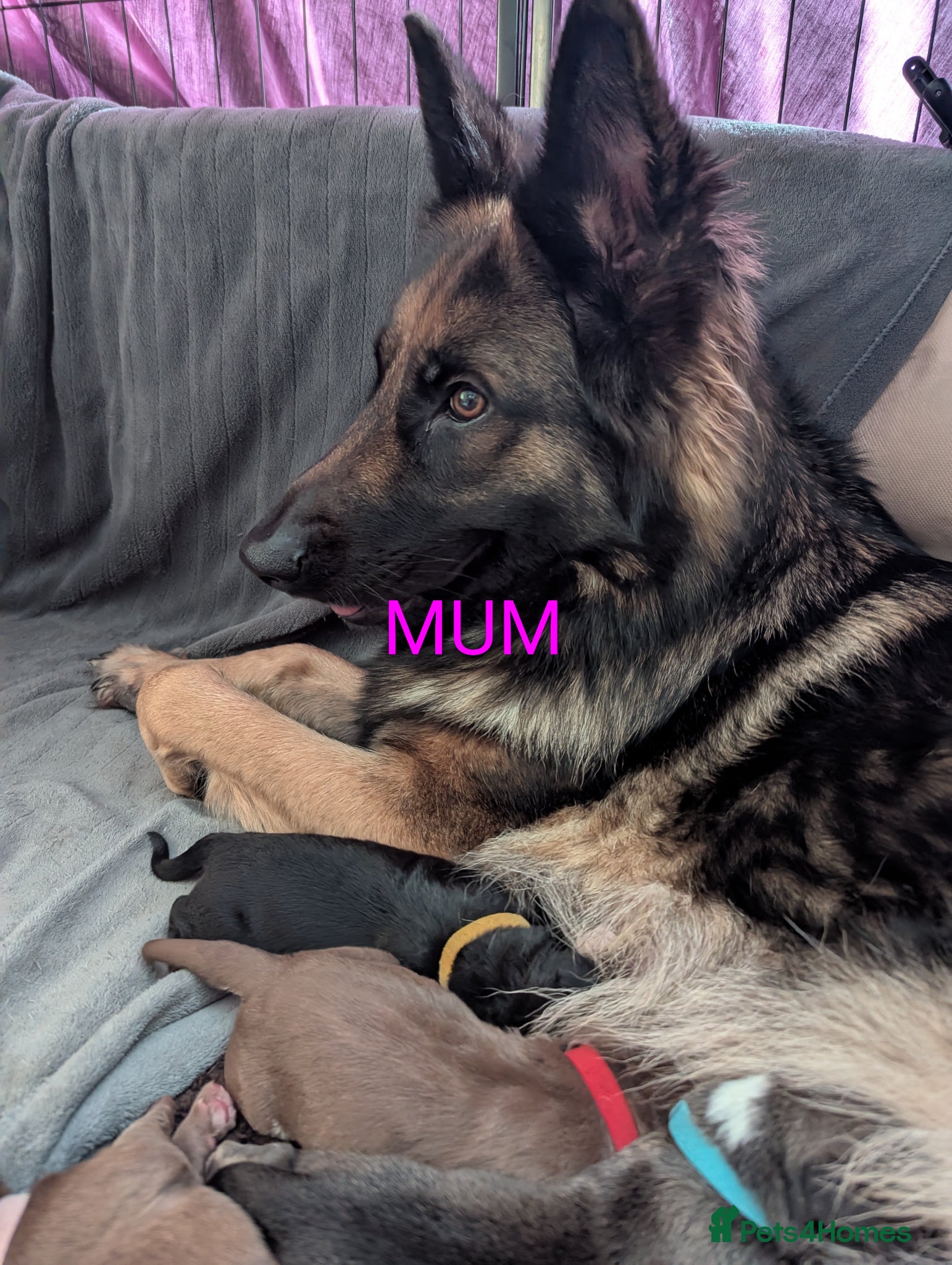 Mixed Breed dogs German shepherd cross spaniel/staff - Advert 2
