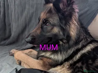 Mixed Breed dogs German shepherd cross spaniel/staff - Advert 1