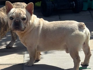 French Bulldog dogs Ralph the rope nose French bulldog - Advert 14