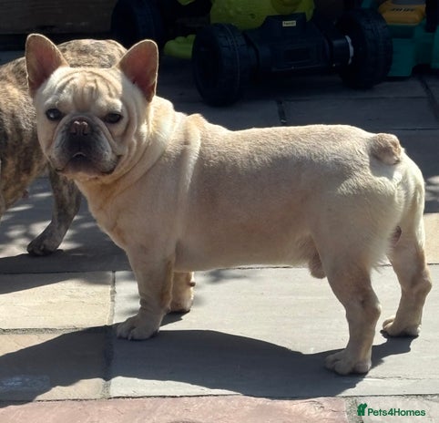 French Bulldog dogs Ralph the rope nose French bulldog - Advert 1