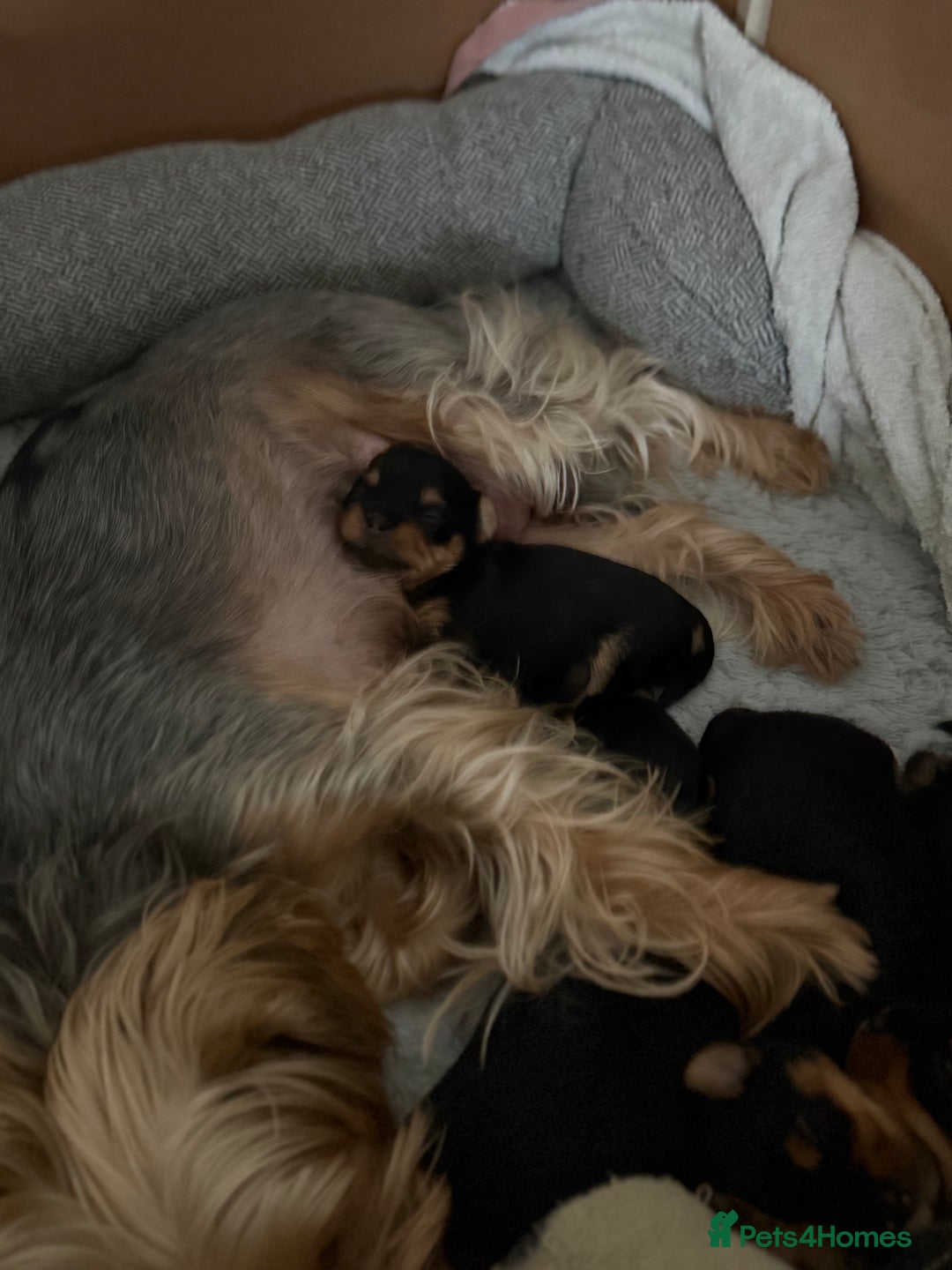 Yorkshire Terrier dogs for sale: YORKSHIRE TERRIER PUPPIES  - Advert 10