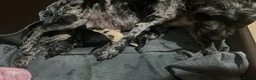 Sproodle dogs for sale: Sproodle pup's springer spaniel x poodle hypo coat - Advert 1
