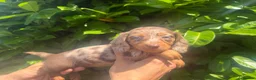 Dachshund dogs for sale: Dapple Dachunds puppy’s  - Advert 5