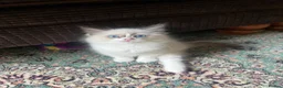 Ragdoll cats for sale: Beautiful baby girl ragdoll  - Advert 8