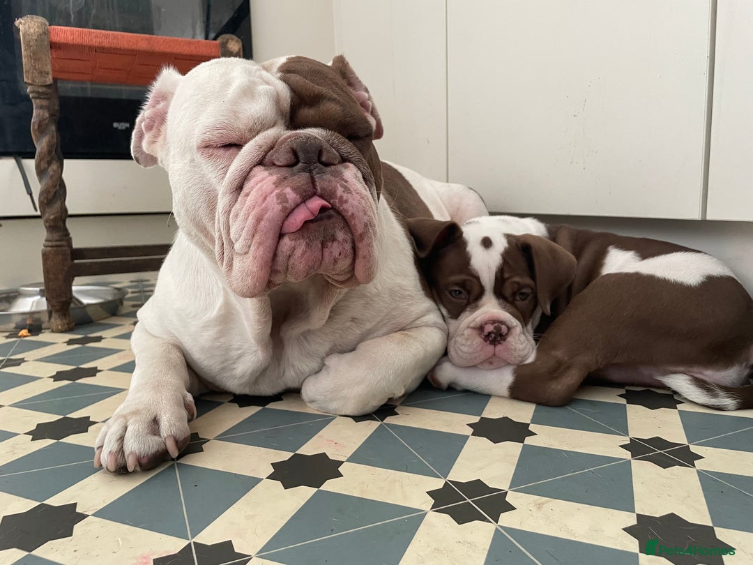 Olde English Bulldogge dogs for sale: Olde English bulldogge puppy ready to go - Image 5