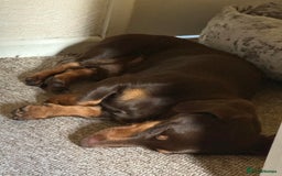 Dachshund dogs for stud: Standard Choc Dachshund, Reduced Fee Until Proven - Image 6