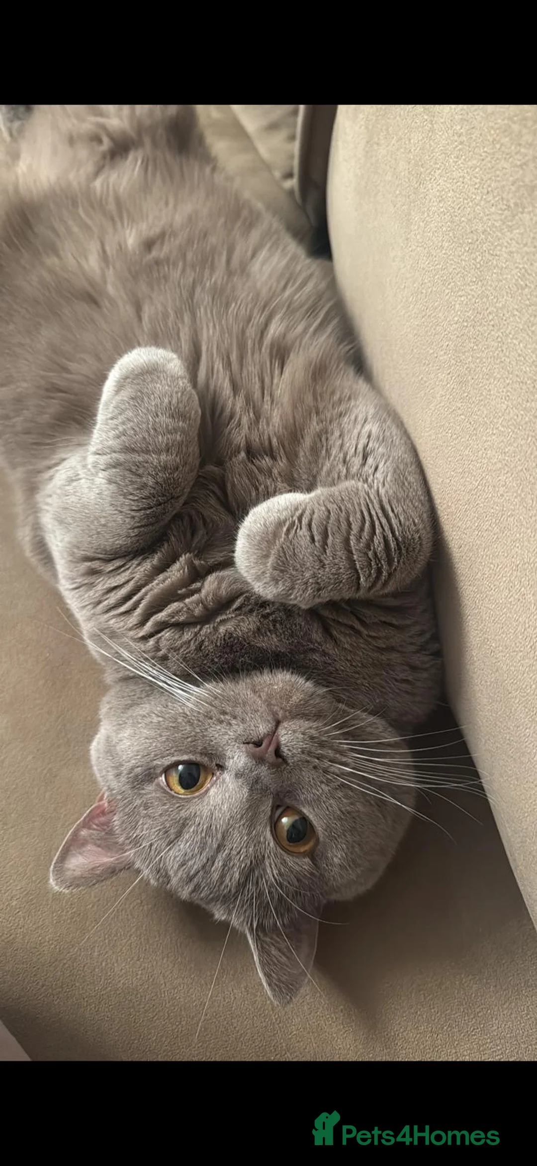 British Shorthair cats for sale: 🐈 GCCF Registered Lilac British Shorthair Stud - Advert 2