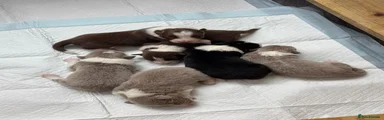 Border Collie 4