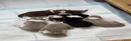 Border Collie dogs for sale: KC Registered Show Border Collie Puppies in Purley - Advert 11
