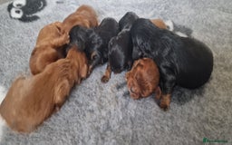 Cavalier King Charles Spaniel dogs for sale: Cavalier King Charles Spaniel puppies - Image 5