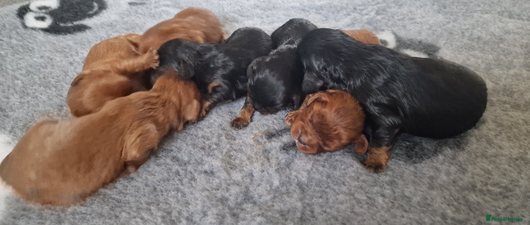 Cavalier King Charles Spaniel dogs for sale: Cavalier King Charles Spaniel puppies - Image 5