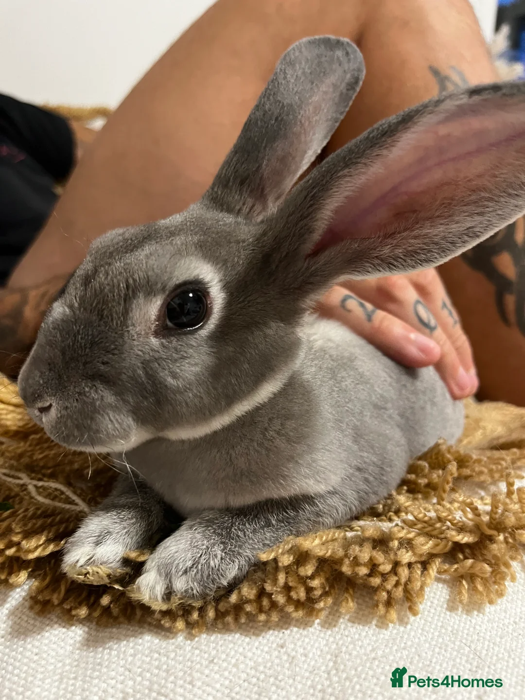 Rex rabbits for sale: 7 month old opal rex male - Advert 1