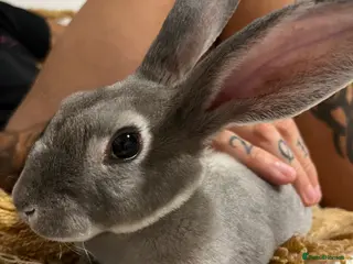 Rex rabbits 7 month old opal rex male - Advert 1