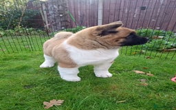 Akita dogs for sale: Beautiful KC registered Akitas  - Image 17