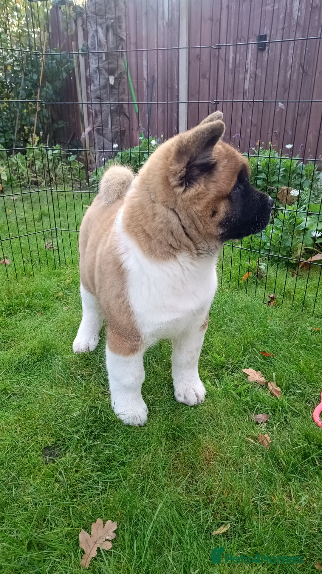 Akita dogs for sale: Beautiful KC registered Akitas  - Image 17