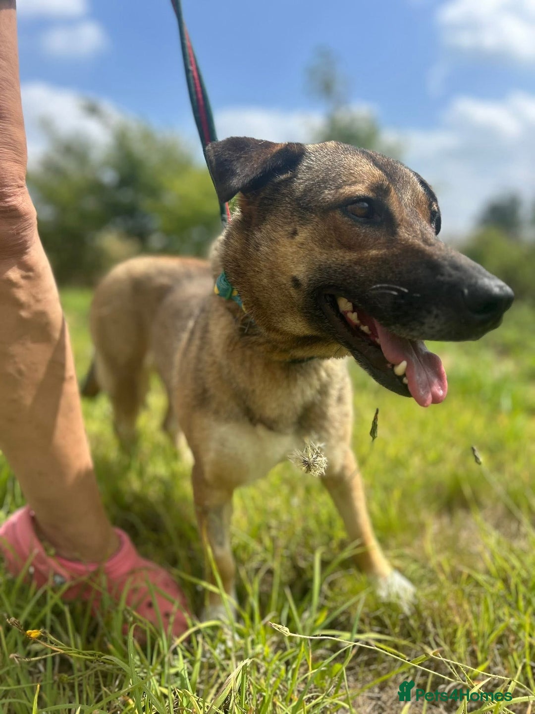 Mixed Breed dogs for adoption: Bella - Norwich Norfolk  - Image 3
