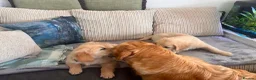 Golden Retriever dogs for sale:  kc registered Golden retriever pappys cornwall  in Saint Ives - Advert 6