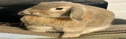 Mini Lop rabbits for sale: Mini lop girl & boy  in Southampton - Advert 2