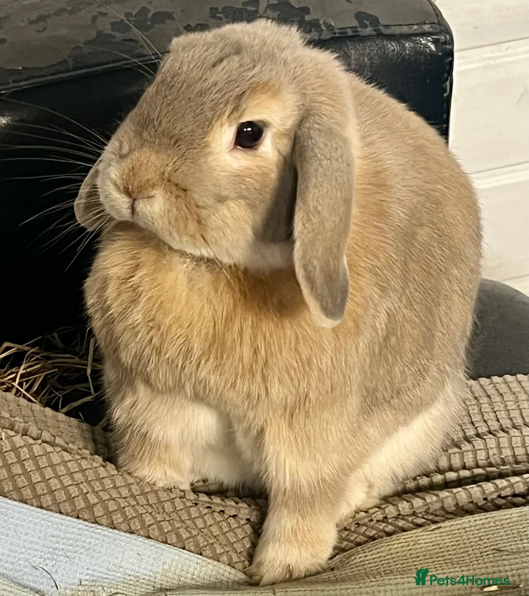 Mini Lop rabbits for sale: Mini lop girl & boy  in Southampton - Advert 2