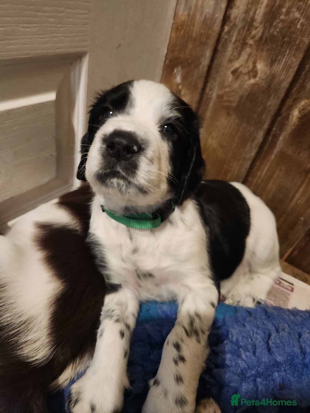 English Springer Spaniel dogs for sale: KC Registered ESS Pups *WELL MARKED* - Image 24