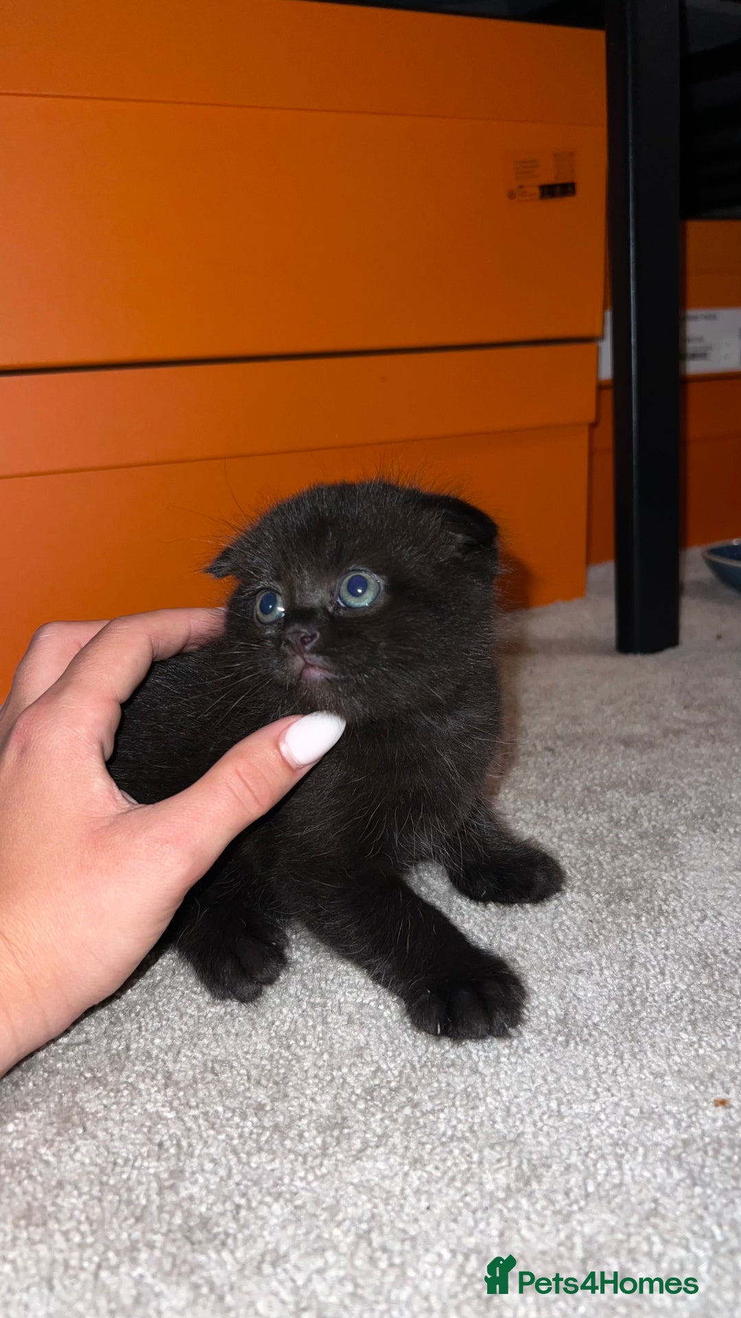 Scottish Fold cats for sale: Black fold for sale London - Image 5