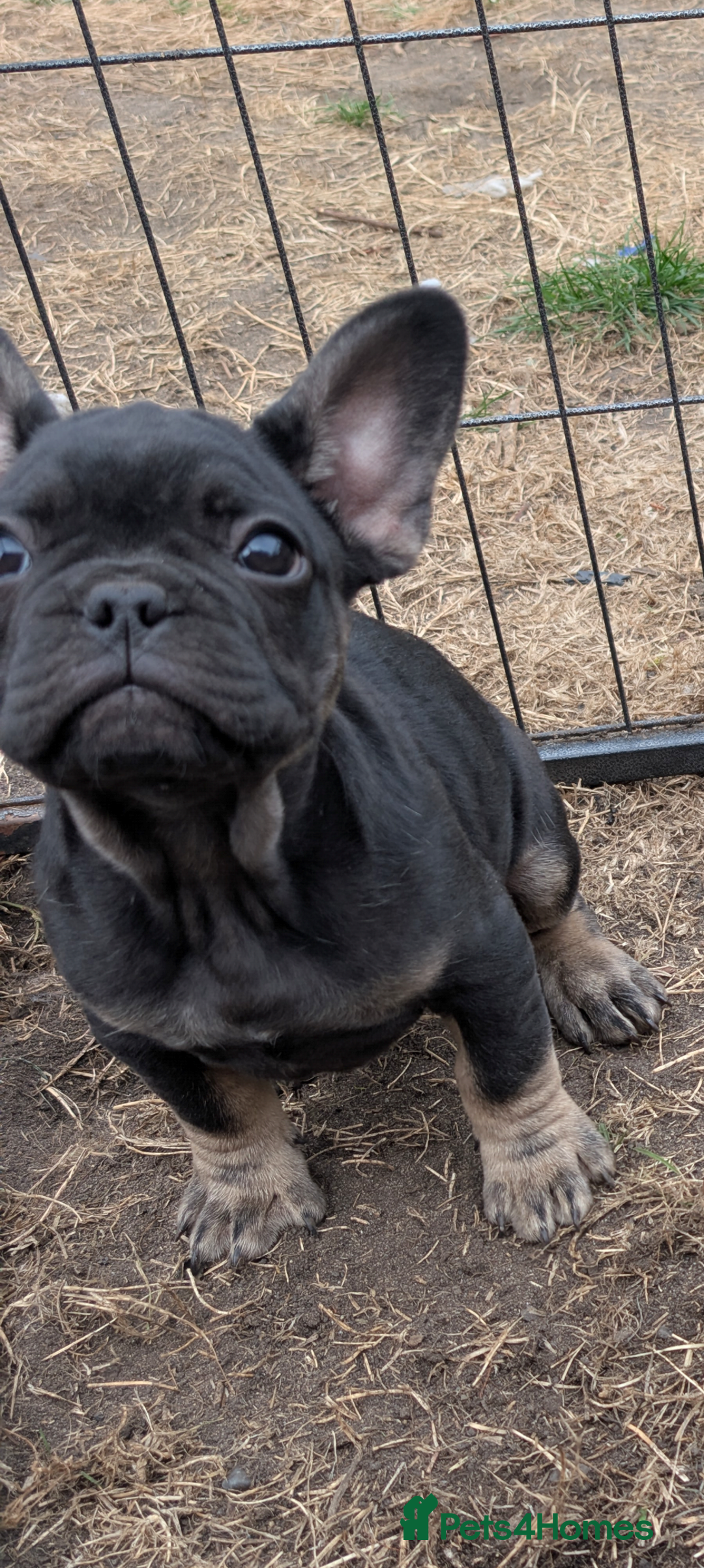 Blue French Bulldog Puppies Cheshire French Bulldog Puppies!!! For