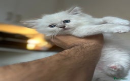 Ragdoll cats for sale: Gorgeous Balls Of Fluff 🥰😻🤗 - Image 17