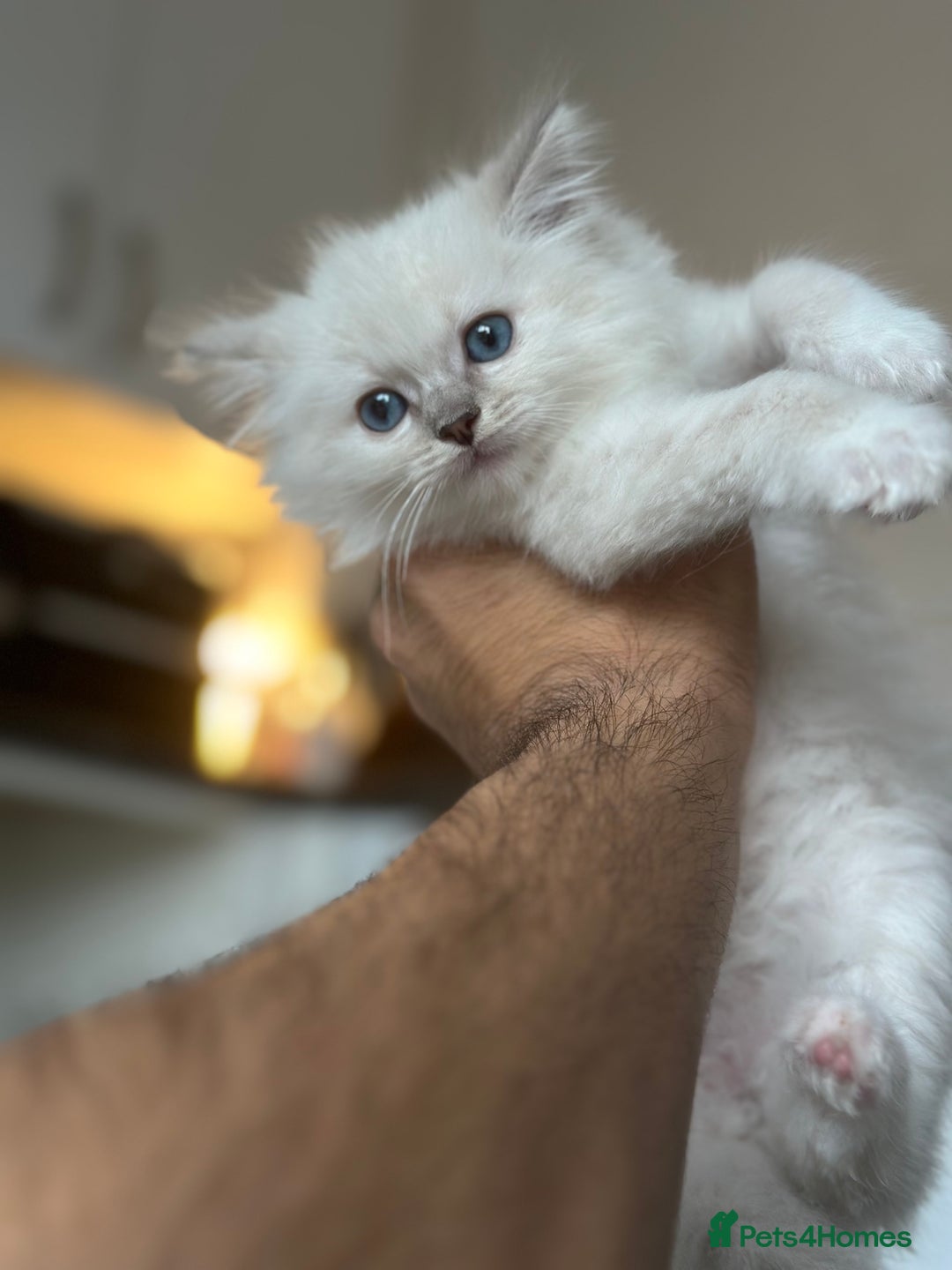 Ragdoll cats for sale: Gorgeous Balls Of Fluff 🥰😻🤗 - Image 17