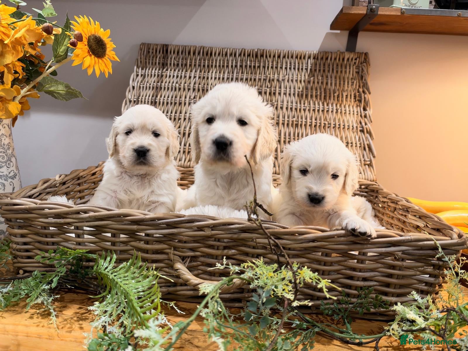 Golden Retriever dogs KC reg Golden retriever puppies - Advert 15