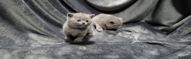 British Shorthair Kitten 1