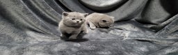 British Shorthair cats for sale: Perfect bsh kittens, very chunky and fluffy!!!! - Advert 10
