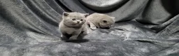 British Shorthair cats for sale: 1 female Ready Now, was to be our personal pick  - Advert 10