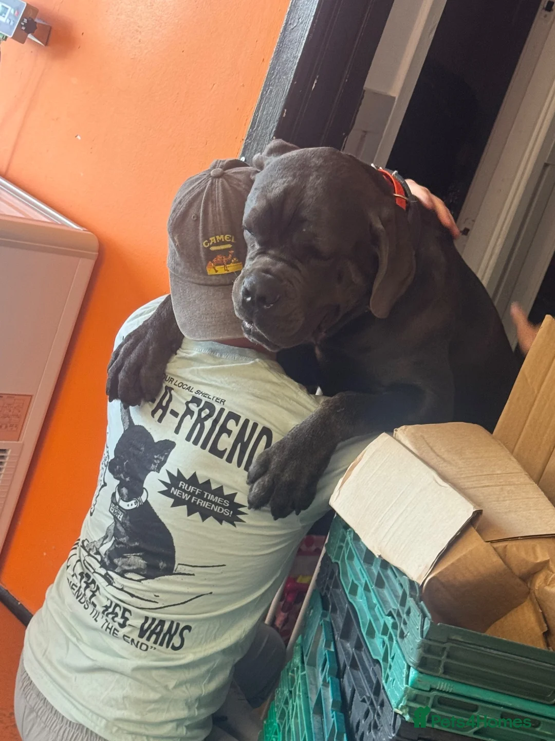 Cane Corso dogs for sale: Big manni the cane Corso available for rehome in Kilmarnock - Advert 2