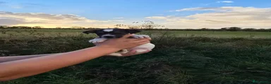 Jack Russell 3