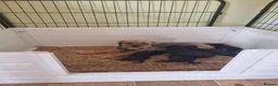 Border Terrier dogs for sale: Border terrier puppies  - Advert 1