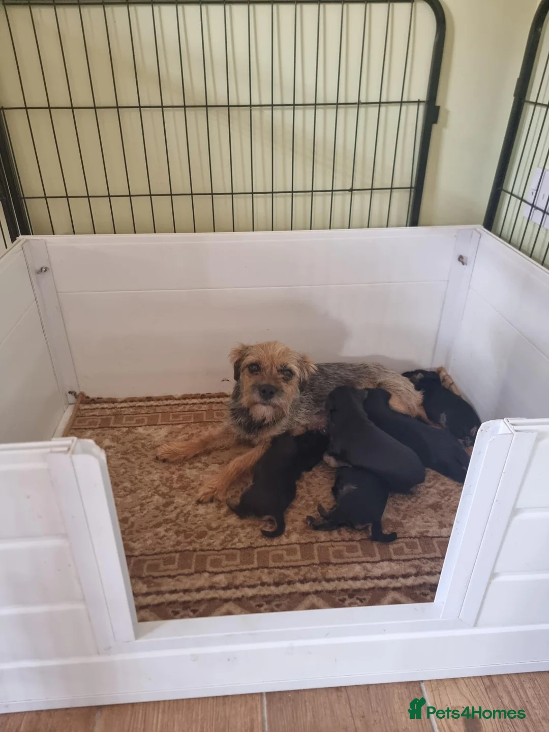 Border Terrier dogs for sale: Border terrier puppies  - Advert 1