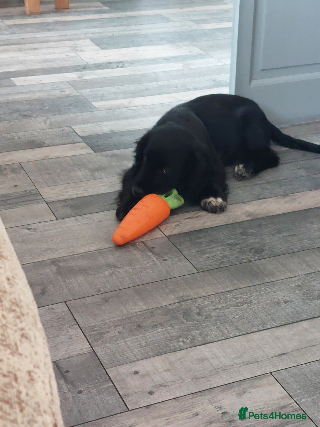Cocker Spaniel dogs for sale: Rocco  - Image 4
