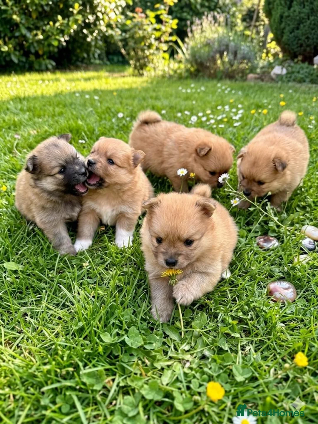 Pomeranian dogs for sale: Beautiful Pomeranian Pups Ready for Loving Homes - Advert 1